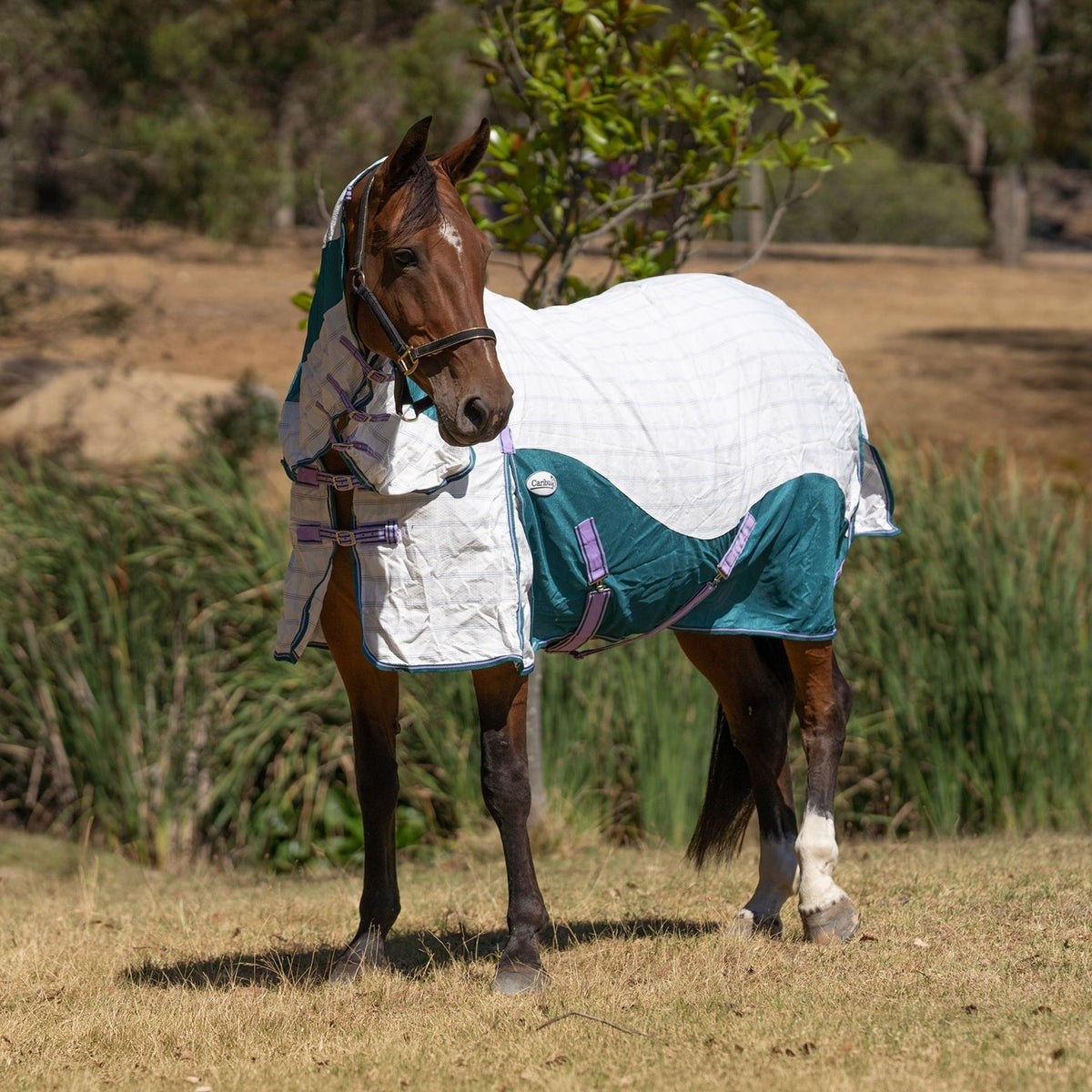 Caribu Atla Hybrid Combo Horse Rug Lavender Meadow