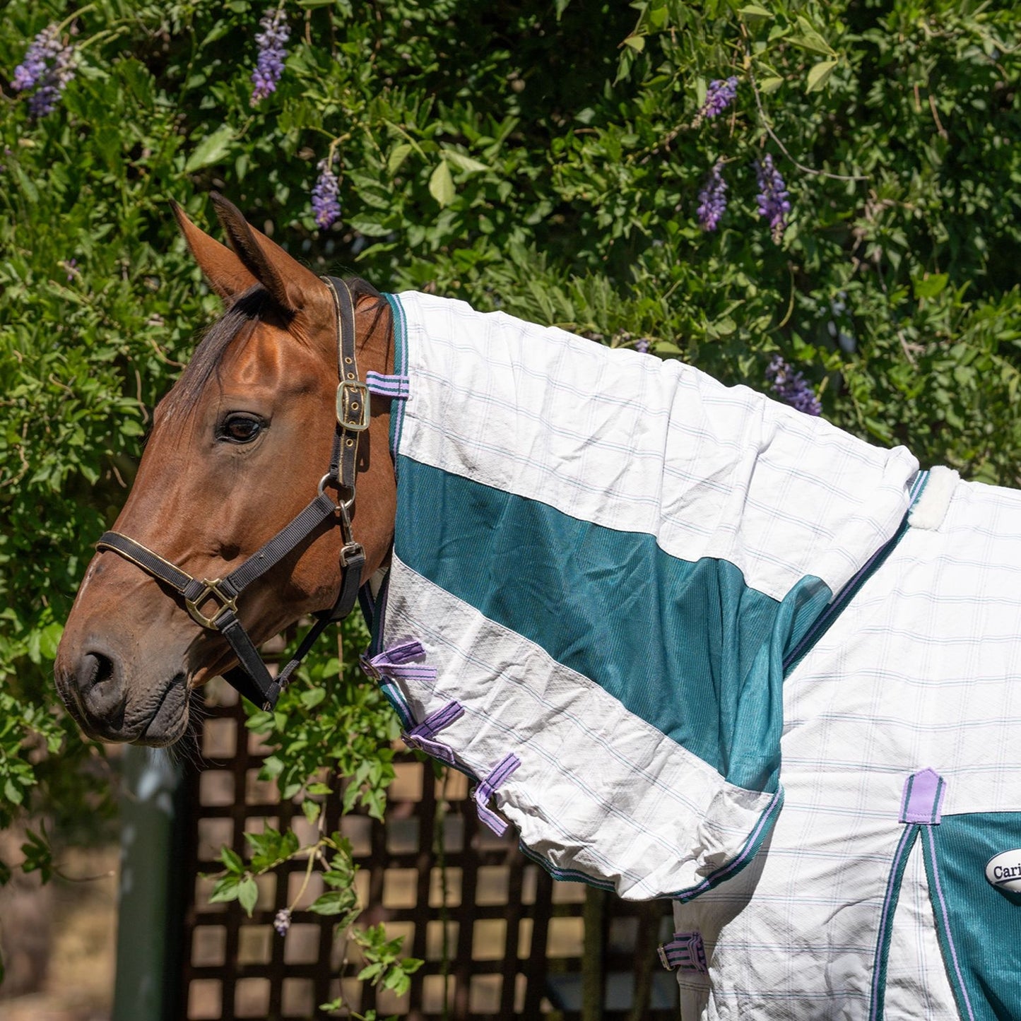 Caribu Atla Hybrid Combo Horse Rug Lavender Meadow