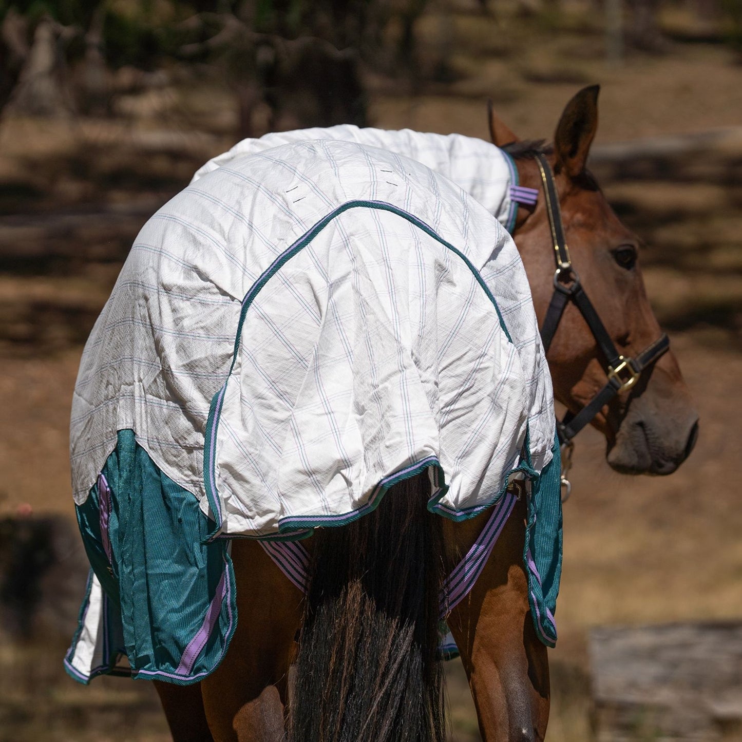 Caribu Atla Hybrid Combo Horse Rug Lavender Meadow