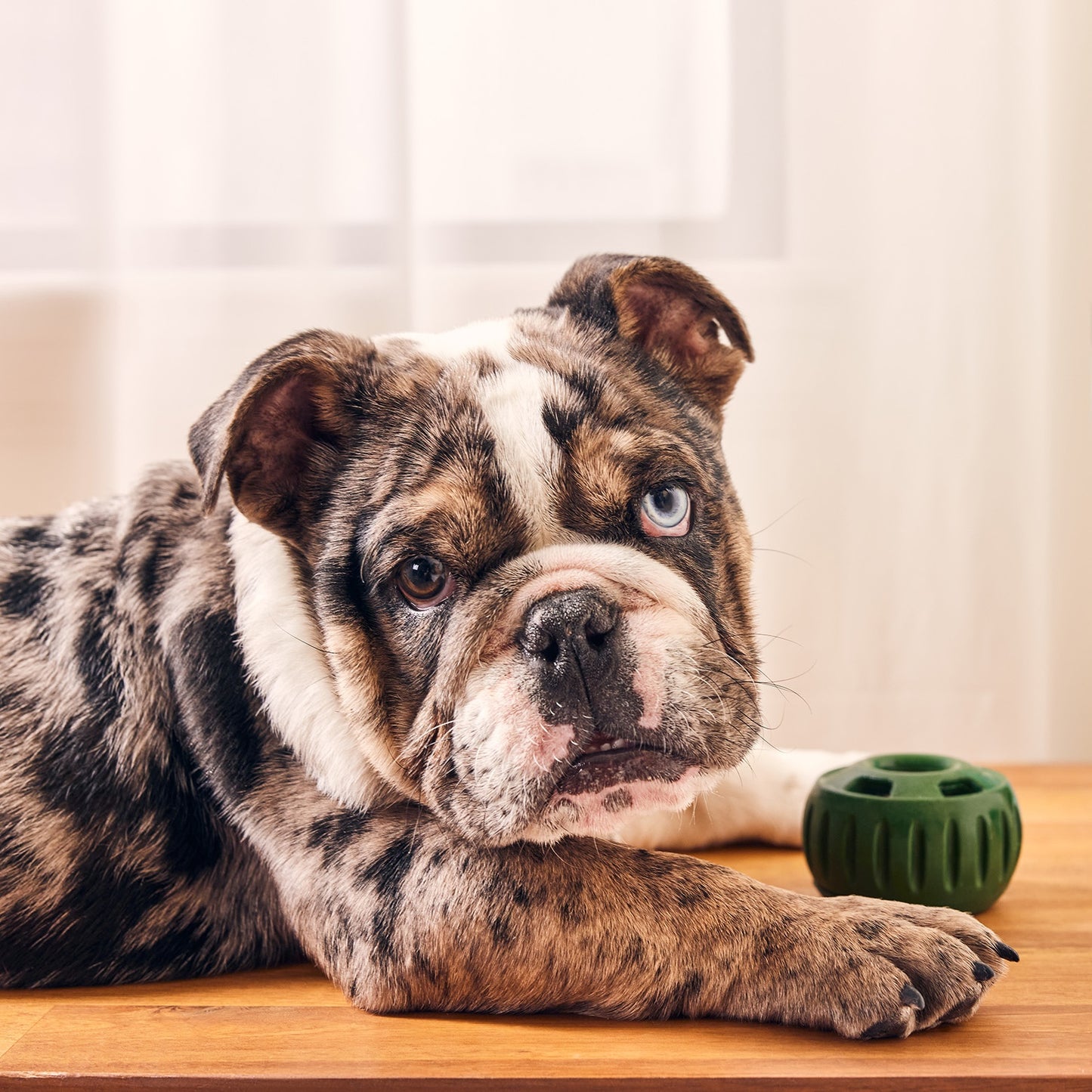 Woof Pupsicle Treat Dispensing Dog Toy