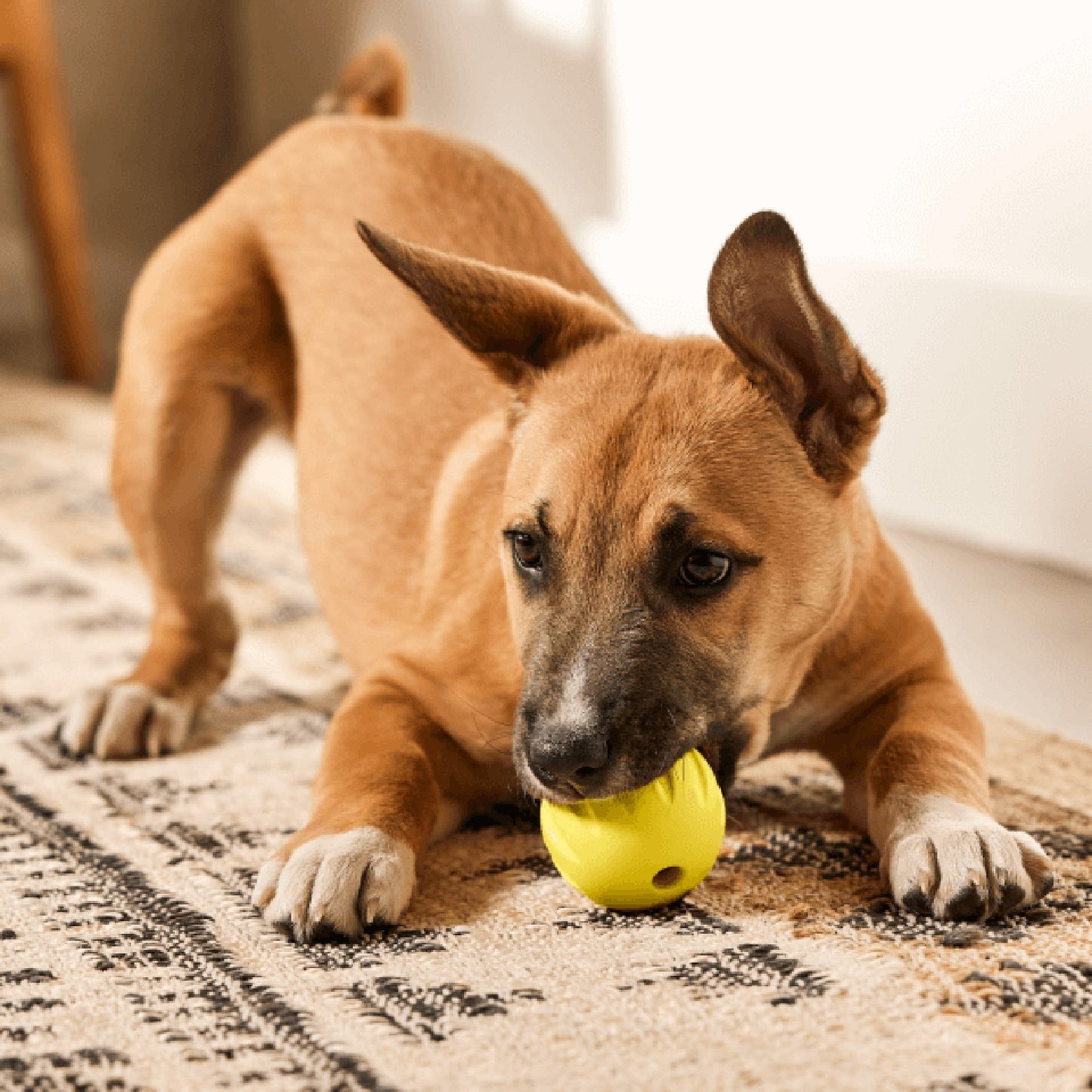 Woof FlyBall Treat Dispensing Dog Toy 3 Pack
