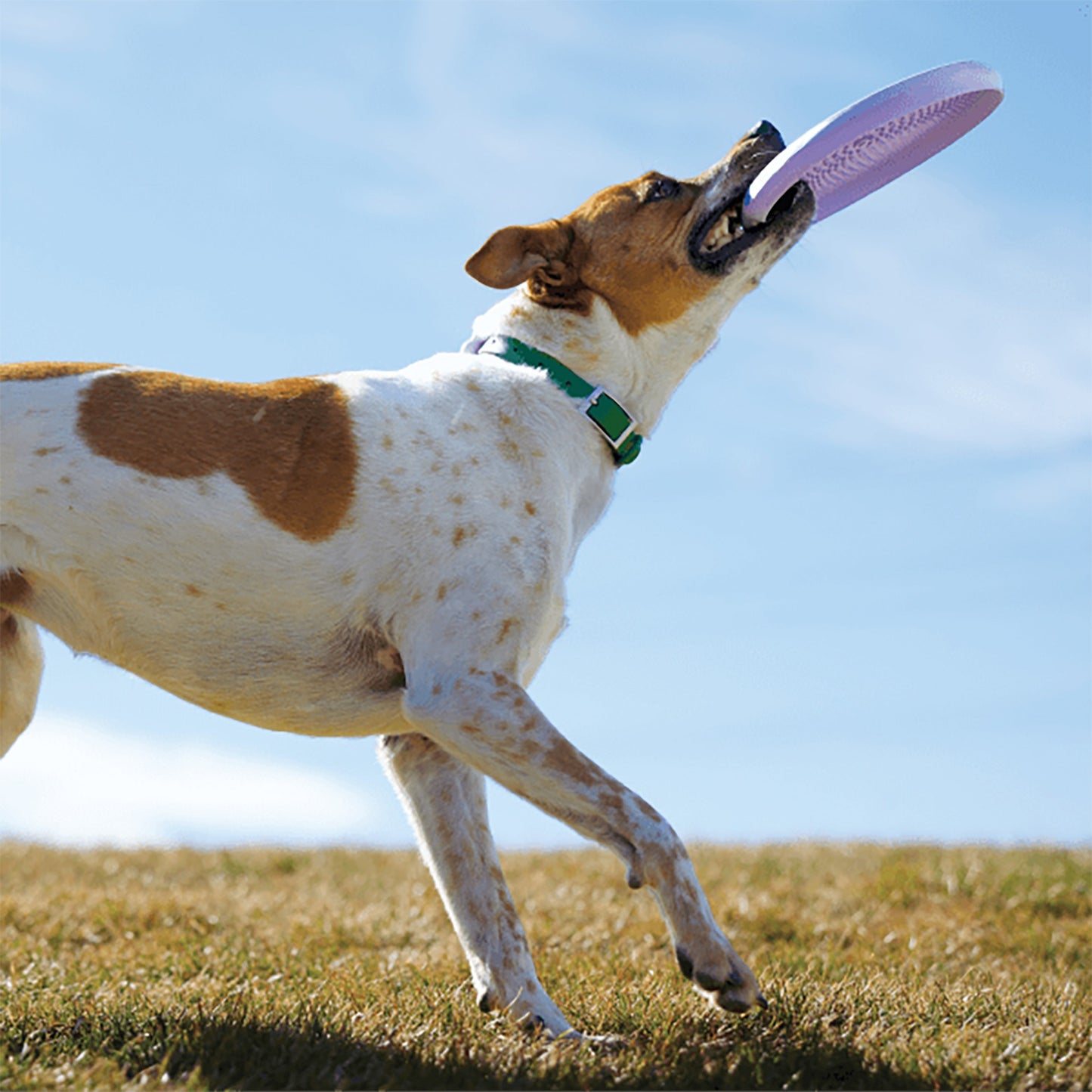 Woof Fly n' Feed 2-in-1 Dog Toy & Lick Mat