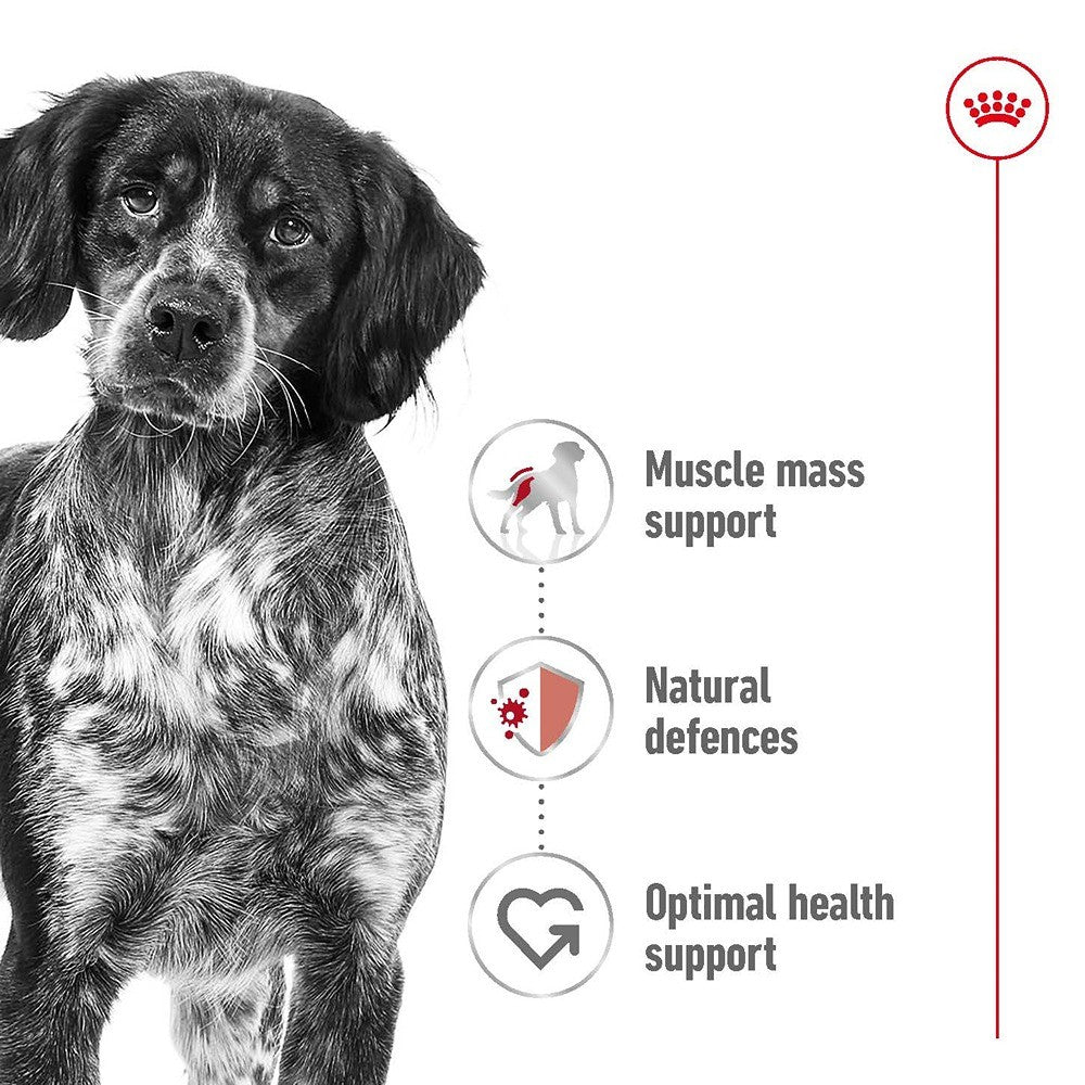 Royal Canin Adult Medium Loaf Wet Dog Food