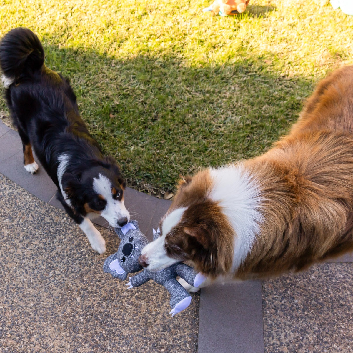 Lexi & Me Drop Bear Plush Dog Toy