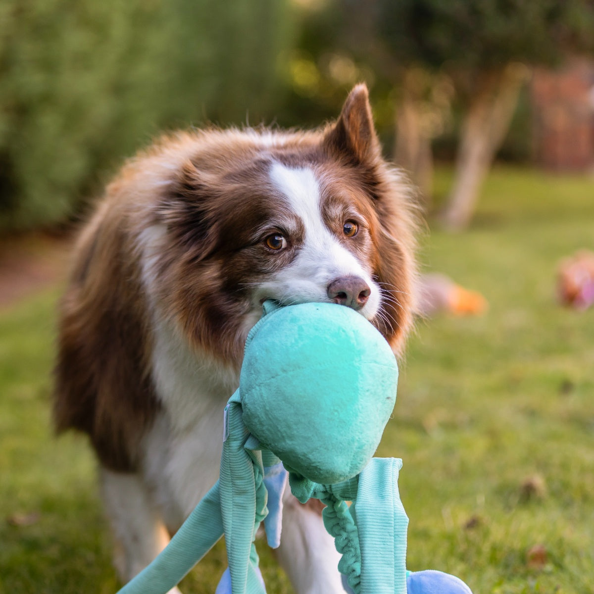 Lexi & Me Bungy Legs Octopus Dog Toy