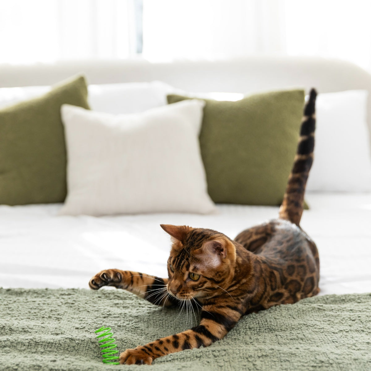 Lexi & Me Cat Spring Toy
