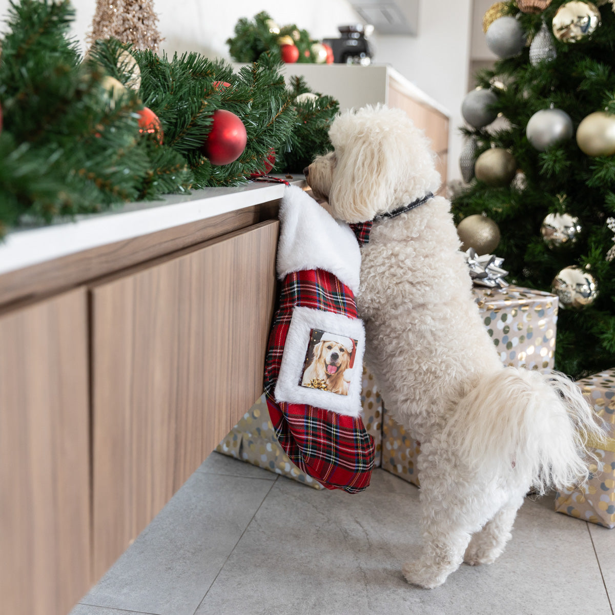 Petstock Foundation Christmas Dog & Cat Stocking