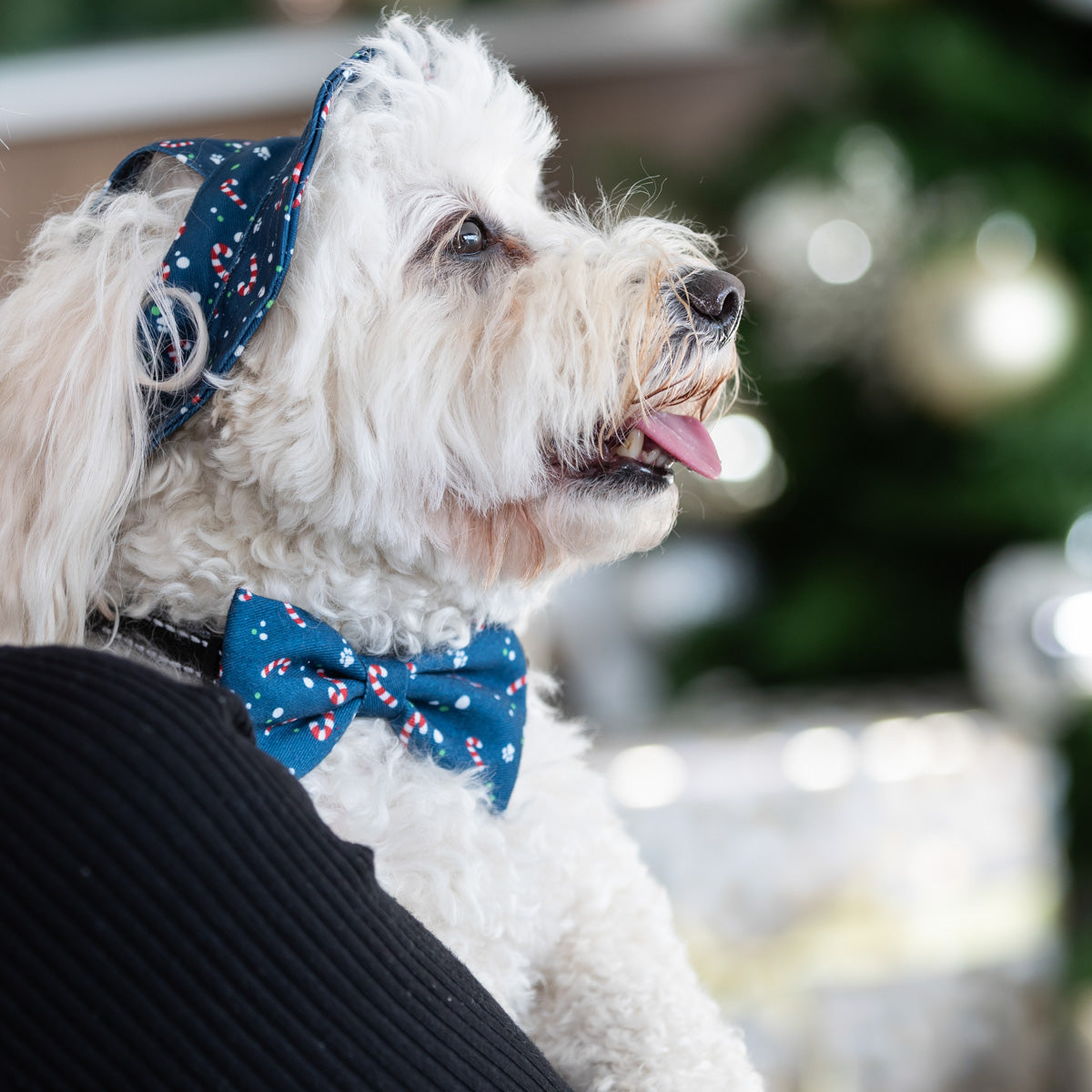 Petstock Christmas Dog Bucket Hat