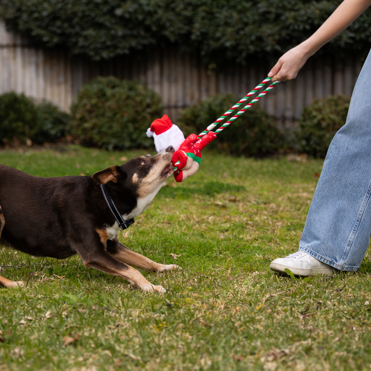 Petstock Christmas Santa Plush & Rope Dog Toy