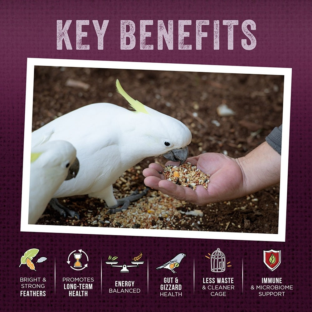 Aus Organic Feeds Native Wild Bird Forager Seed Mix