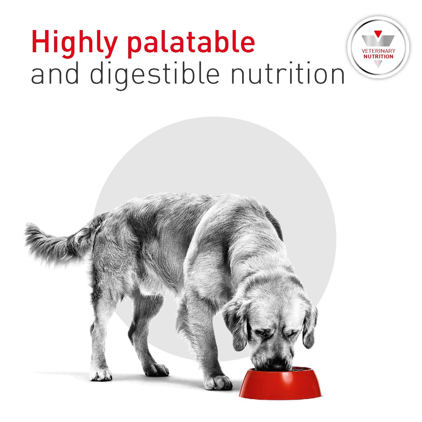 Royal Canin Veterinary Glycobalance Wet Dog Food