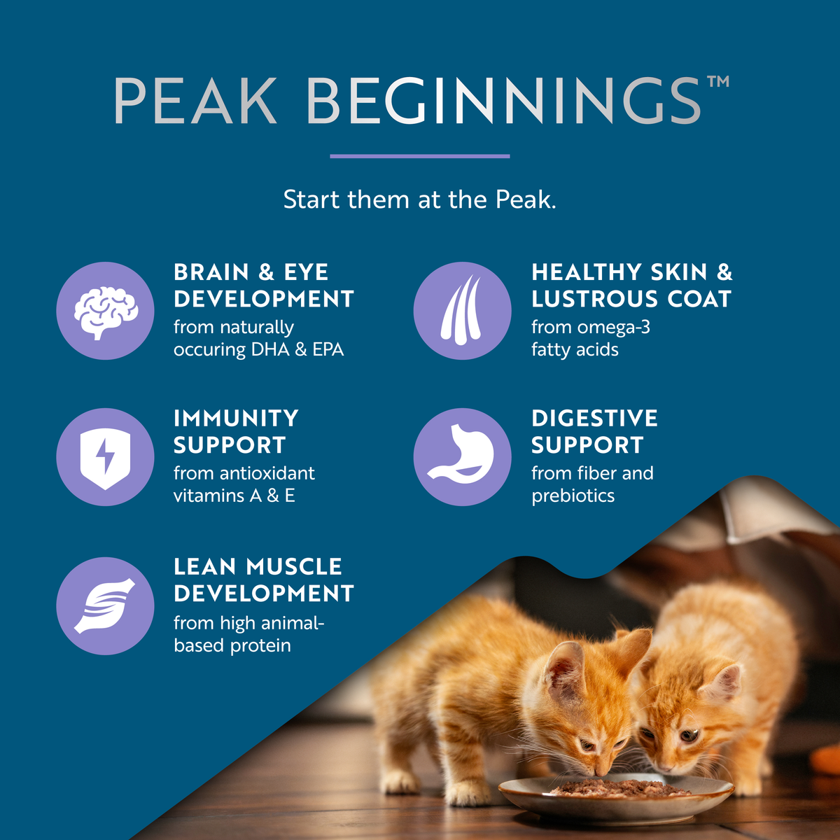 ZIWI Peak Kitten Beef with Mackerel Wet Cat Food