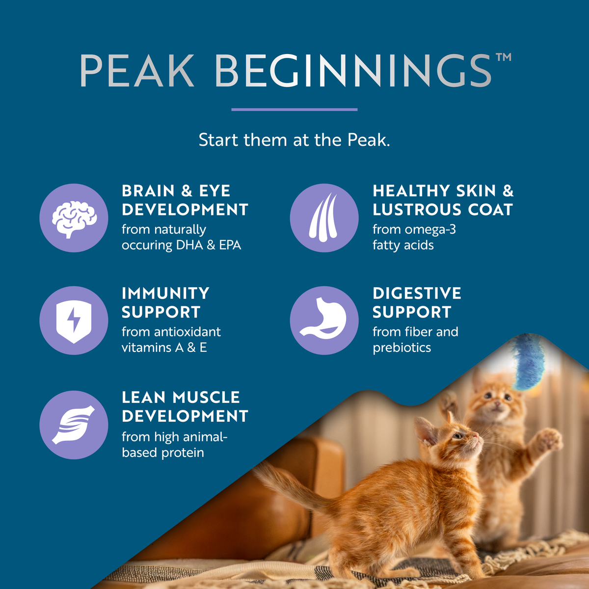 ZIWI Peak Kitten Steam & Dried Chicken with Southern Blue Whiting Dry Cat Food