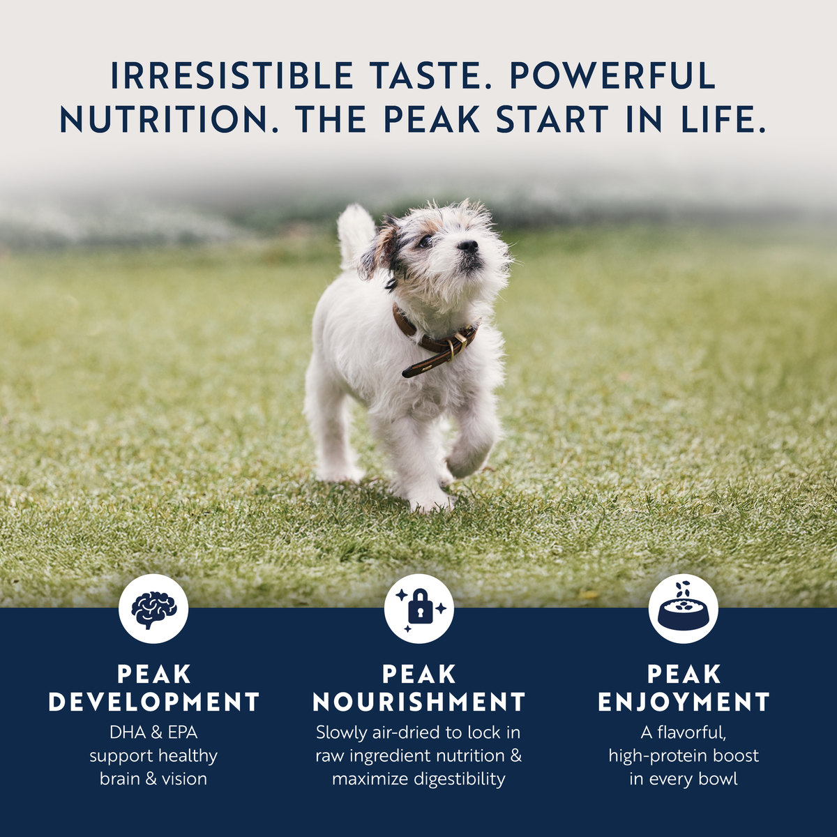ZIWI Peak Puppy Air Dried Chicken & Lamb Dry Dog Food