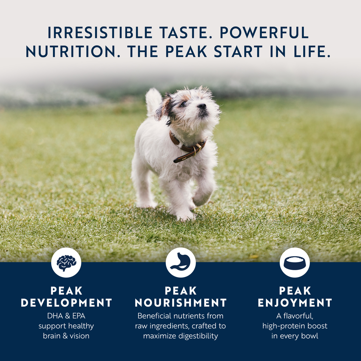 ZIWI Peak Puppy Chicken & Lamb Wet Dog Food