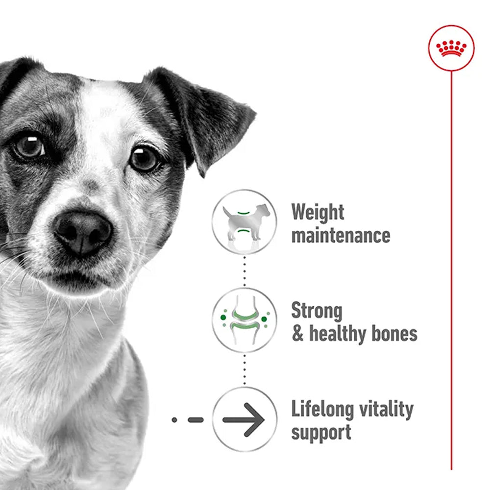Royal Canin Mini Ageing Senior Wet Dog Food