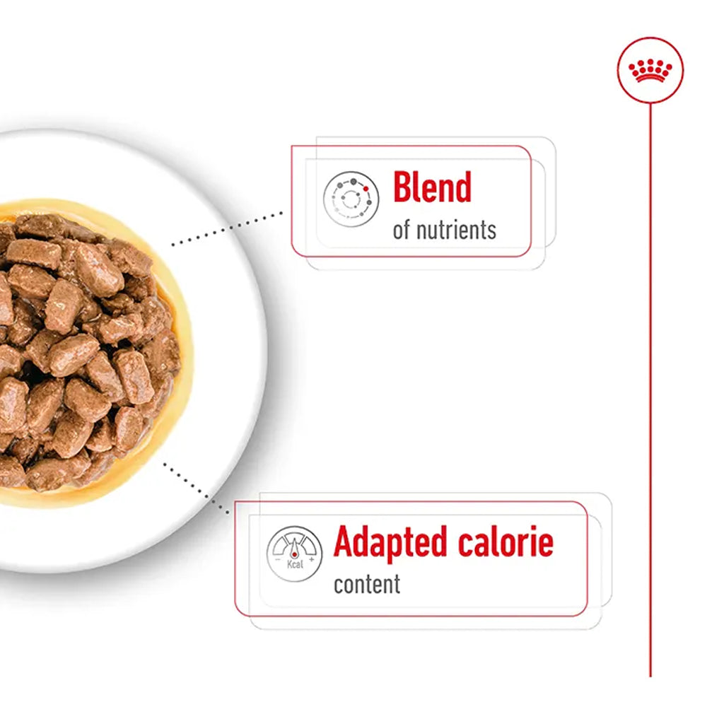Royal Canin Mini Ageing Senior Wet Dog Food