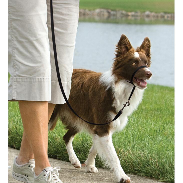 Easy Walk Dog Headcollar