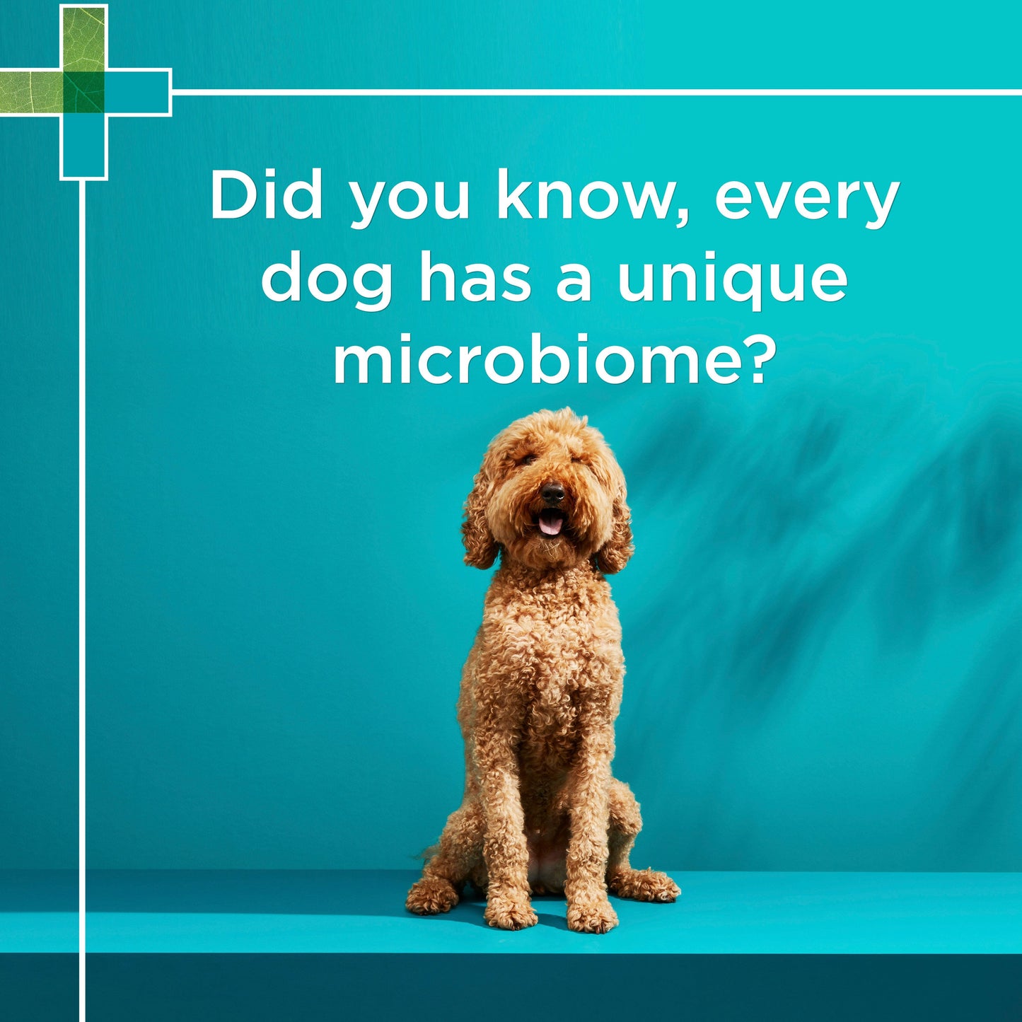 PAW DigestiCare 150g