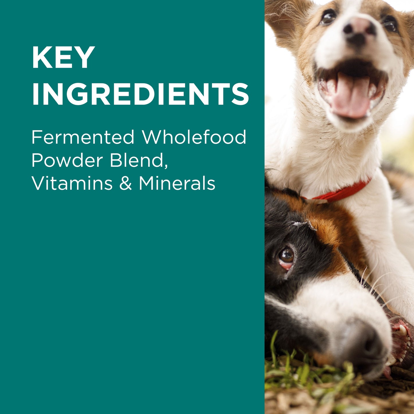 PAW DigestiCare 150g