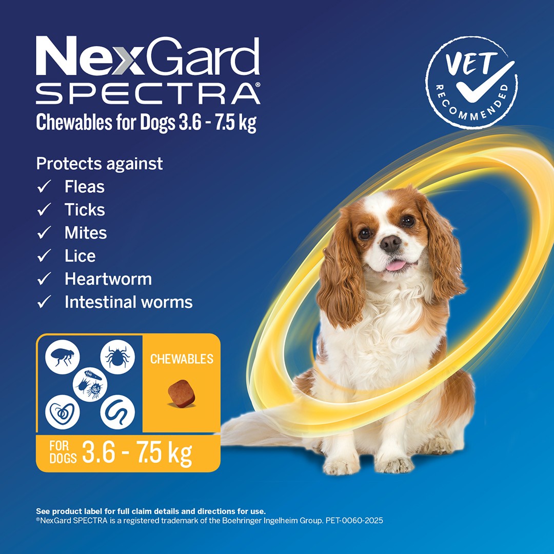 NexGard Spectra Small Breed 3.6-7.5kg Flea, Tick & Worming Dog Chews