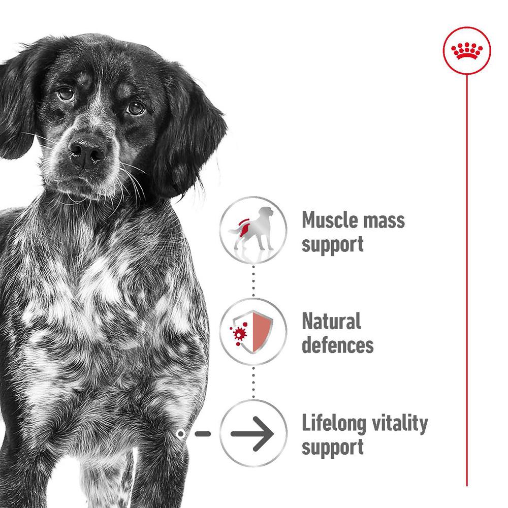 Royal Canin Medium Ageing 10+ Senior Dry Dog Food 15kg