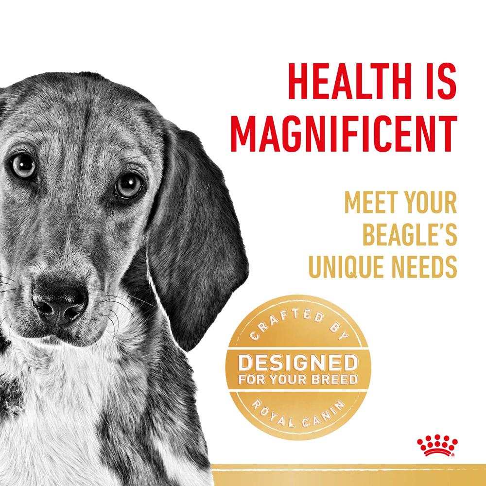 Royal Canin Beagle Adult Dry Dog Food