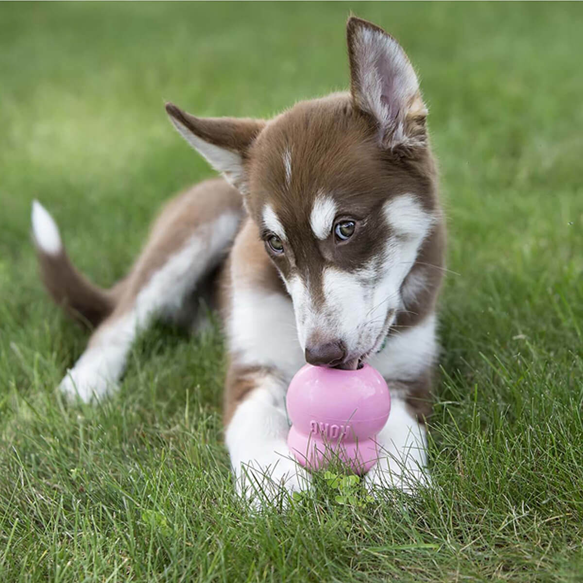 Kong Puppy Easy Dog Treat