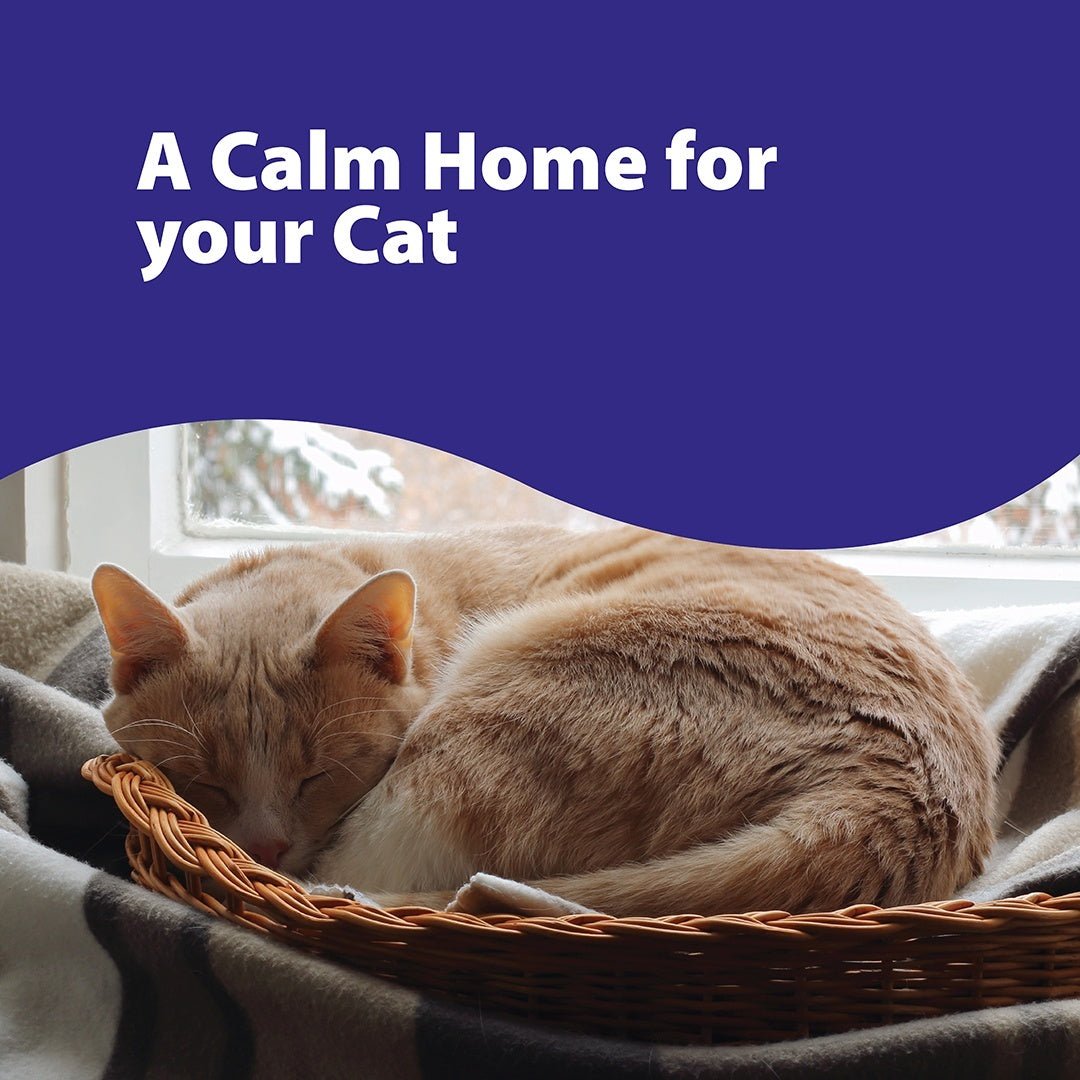 Feliway Cat Calming Spray