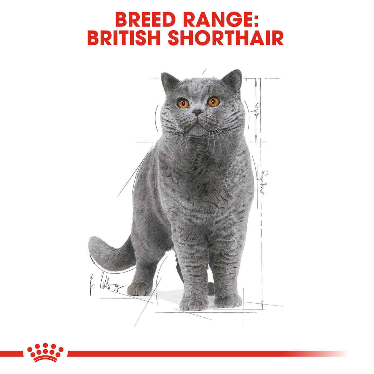 Royal Canin British Shorthair Adult In Gravy Wet Cat Food 85G