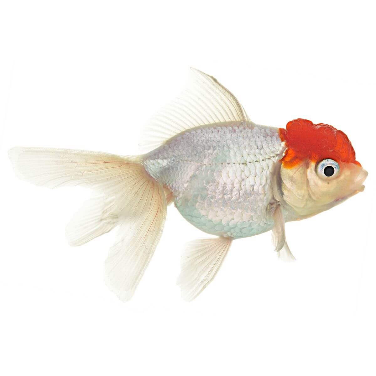 Red Cap Oranda Fish 5cm