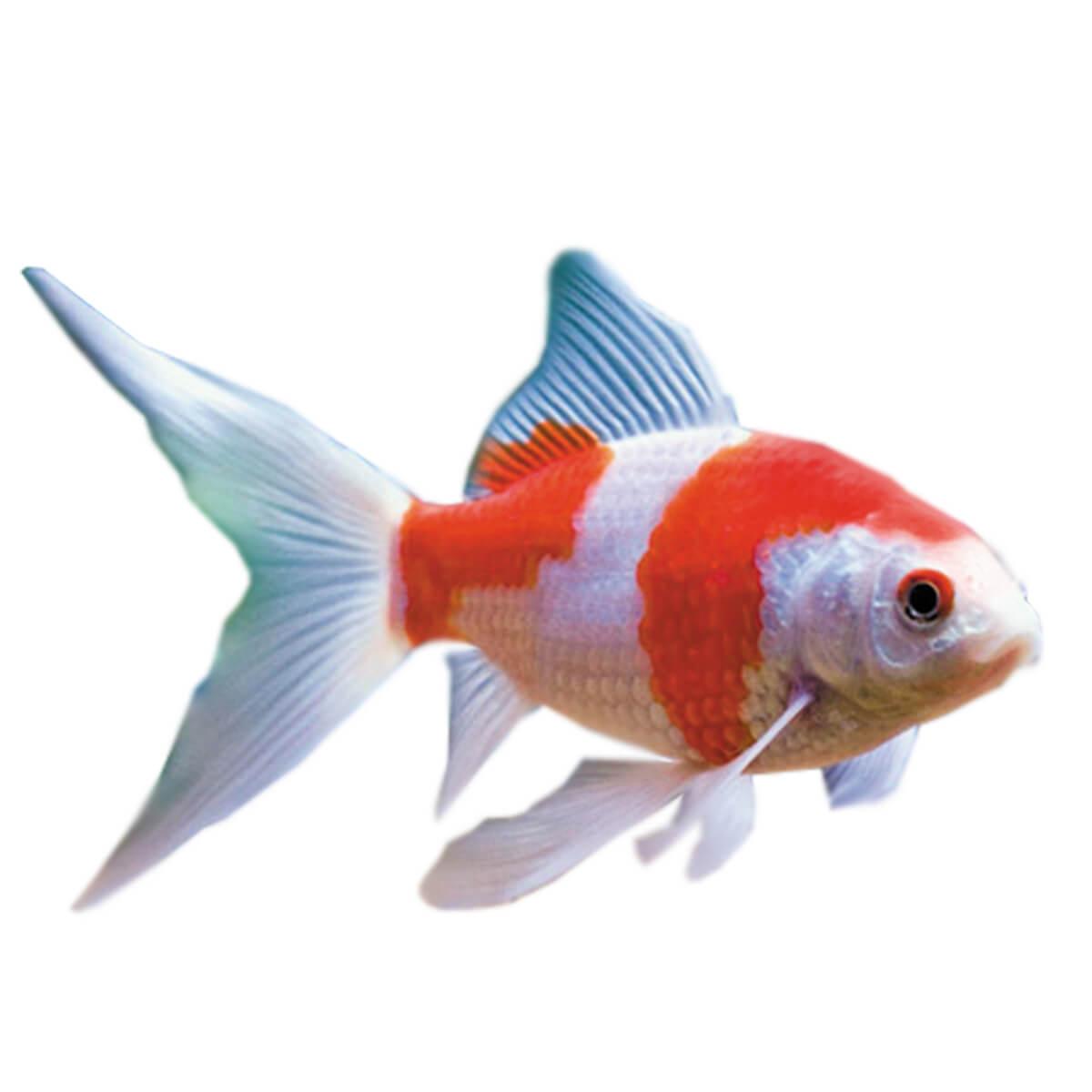 Red & White Comet Fish