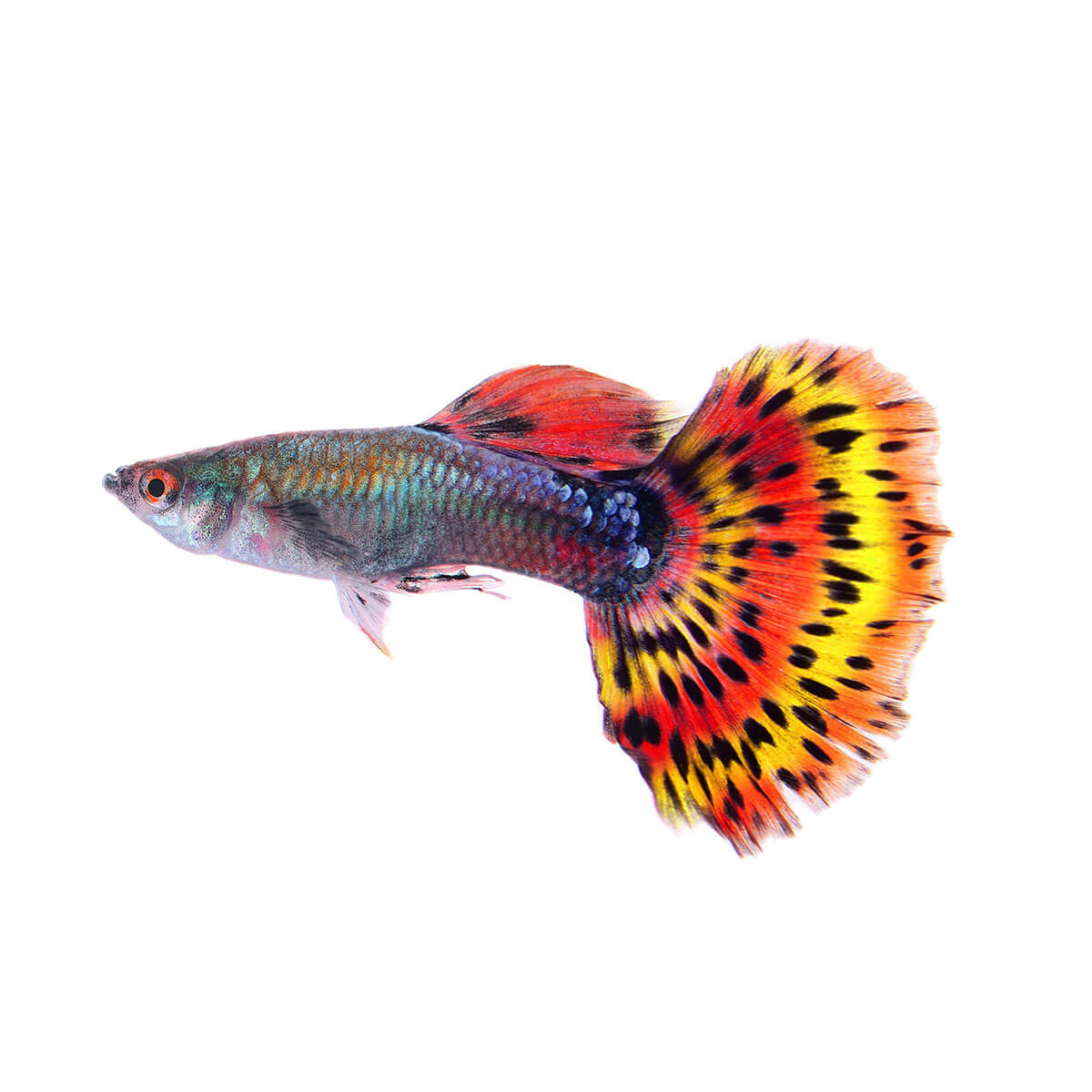 Assorted Male Guppy Fish 3.5cm