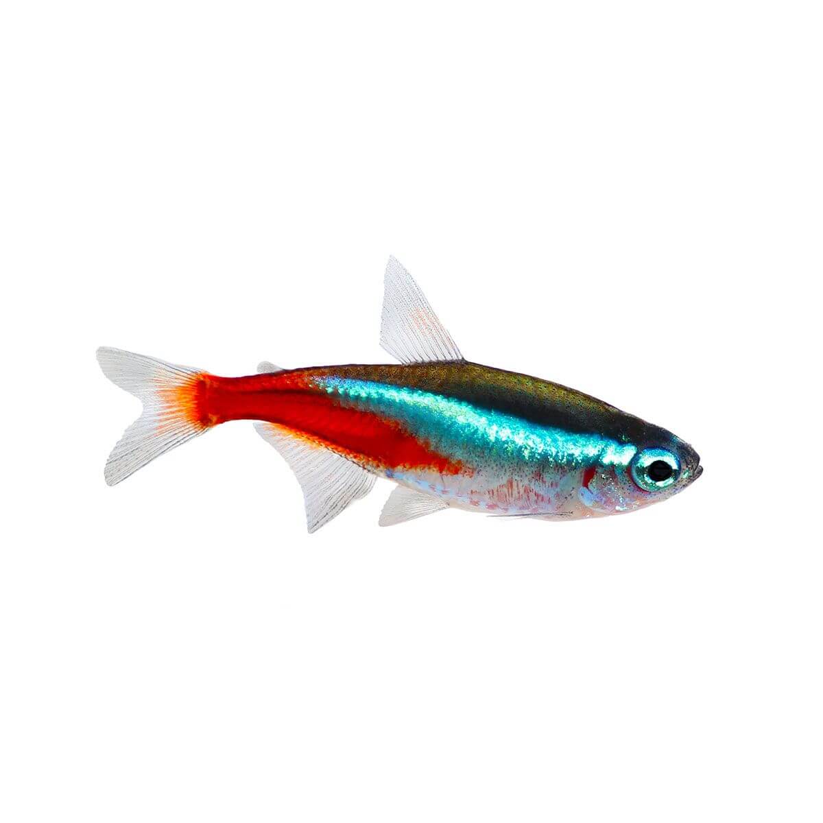 Neon Tetra Fish 2.5cm