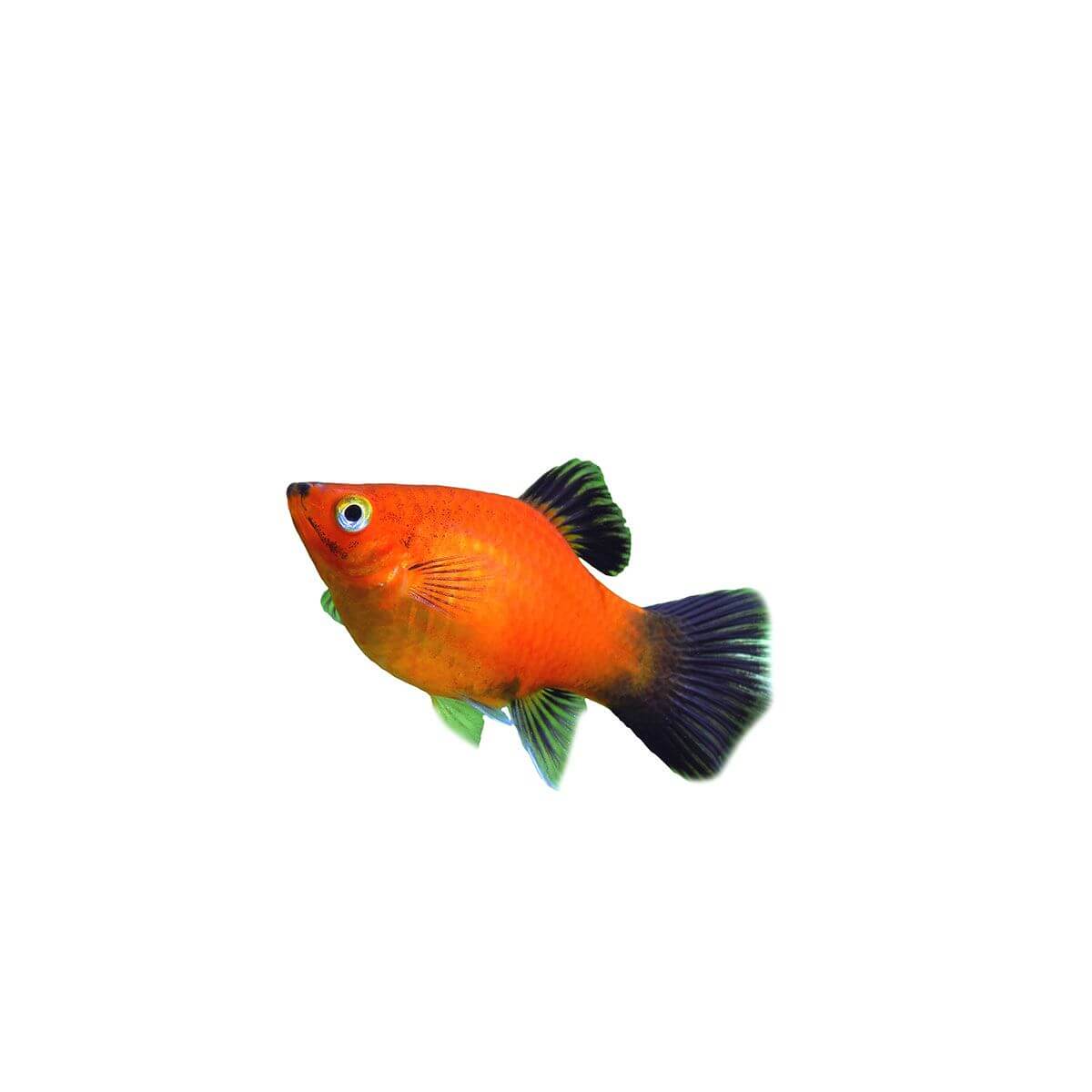 Assorted Platy Fish 4cm