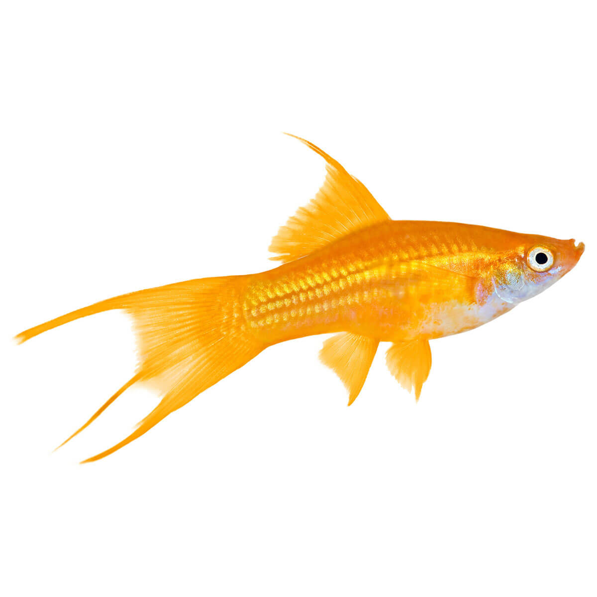 Assorted Swordtail Fish 5cm