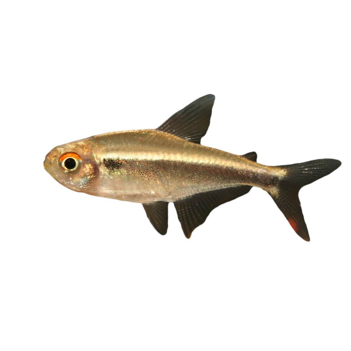 Black Neon Tetra Fish 3cm