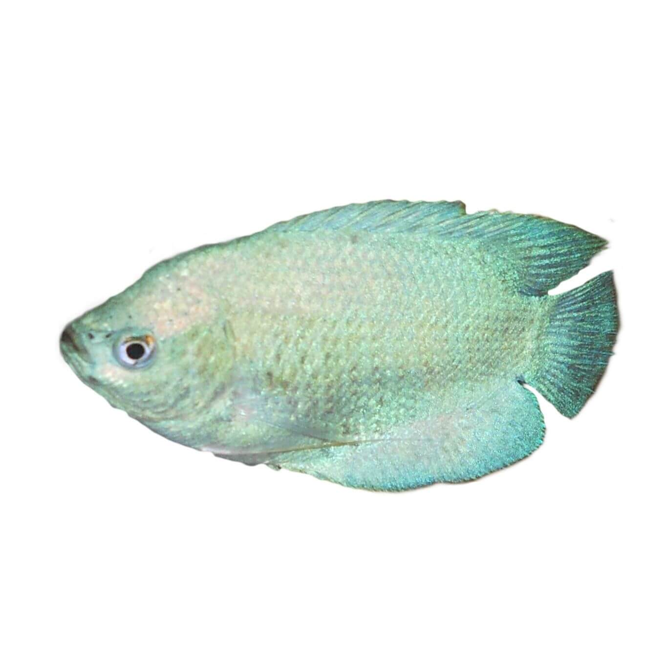 Male Coral Blue Dwarf Gourami Fish 4.5cm