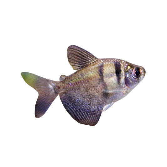 Black Widow Tetra Fish