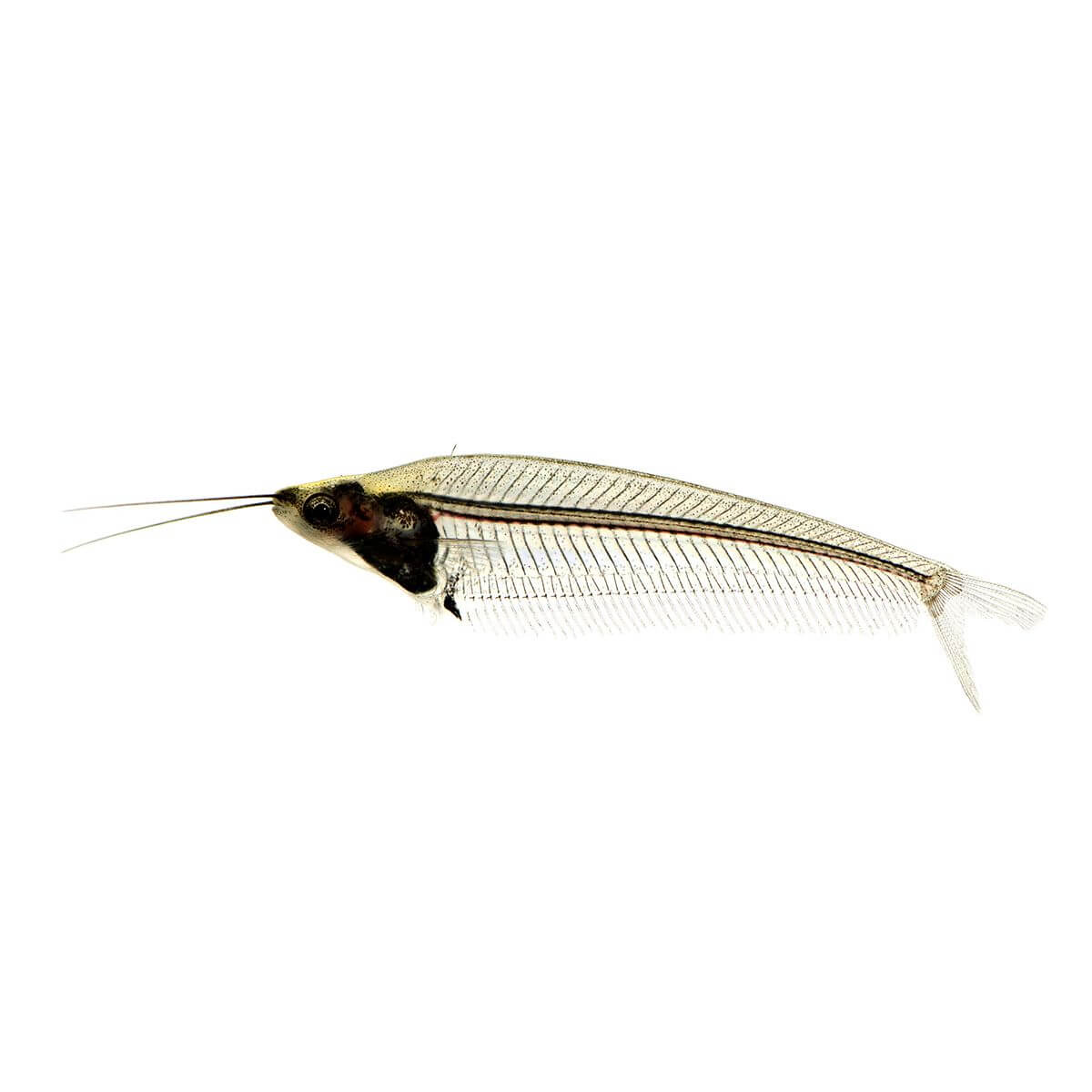 Glass Catfish 5cm