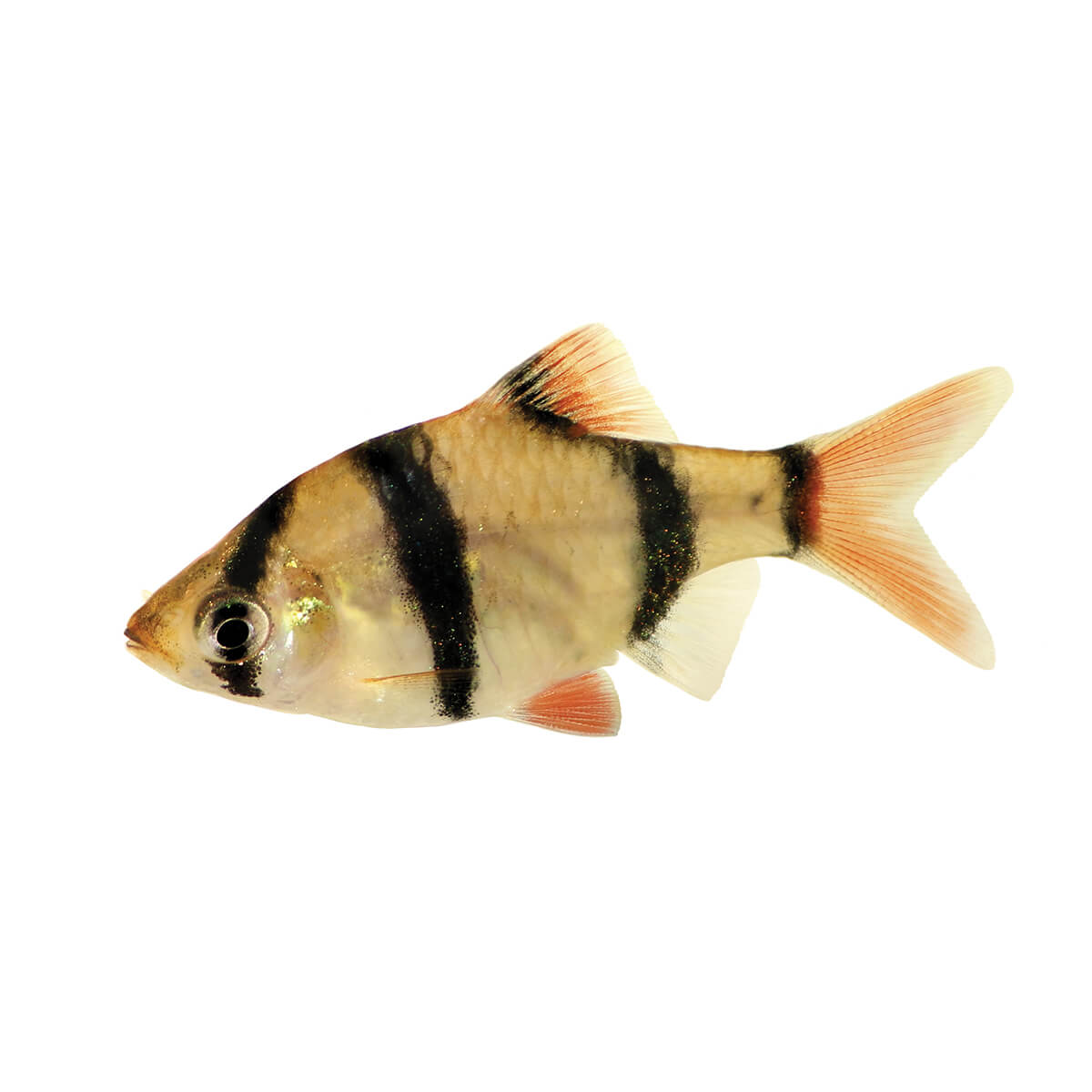 Assorted Tiger Barb Fish 3.5cm