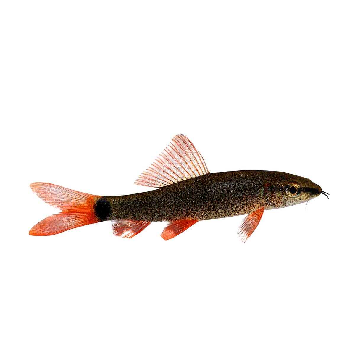 Rainbow Shark Fish 5cm