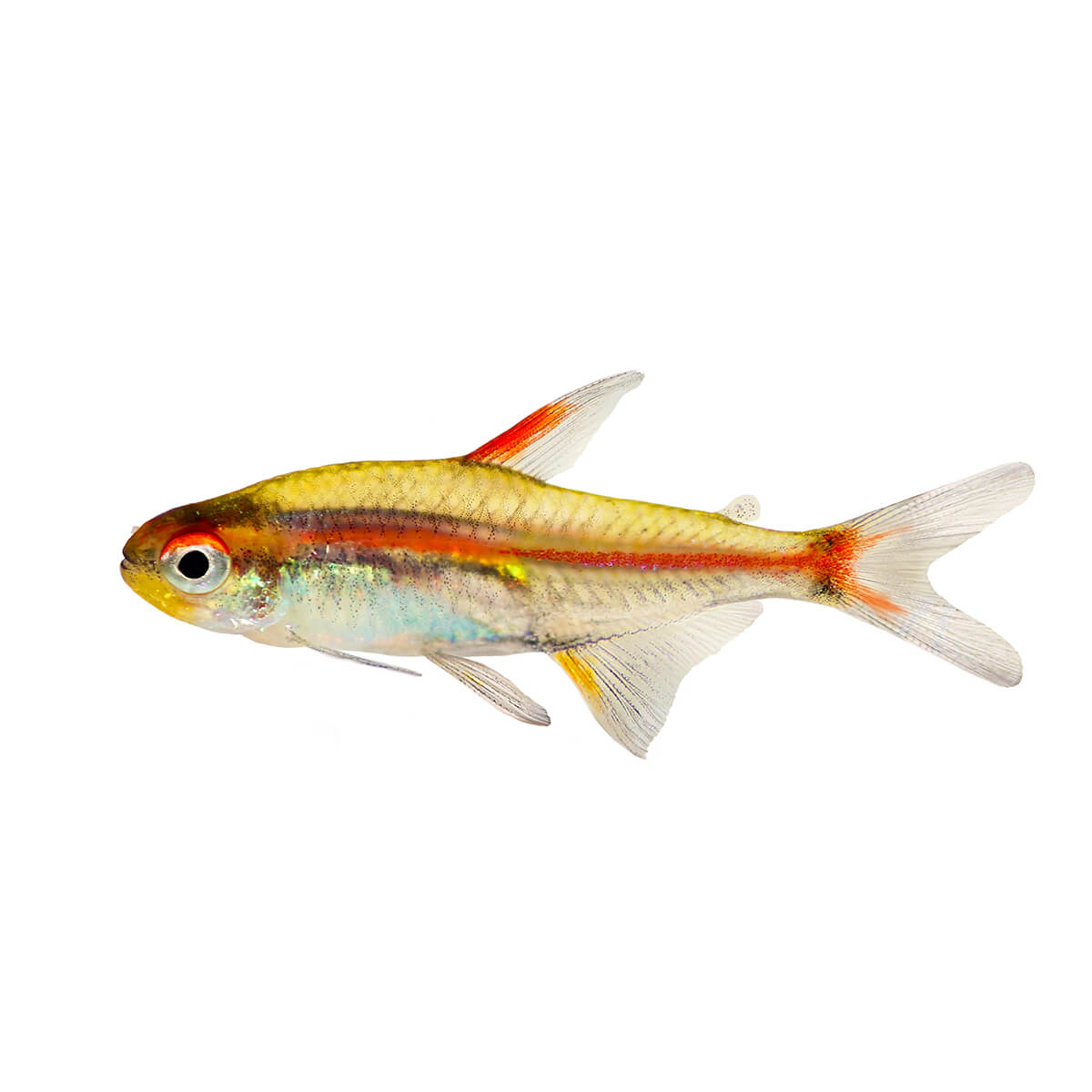 Glowlight Tetra Fish 3cm