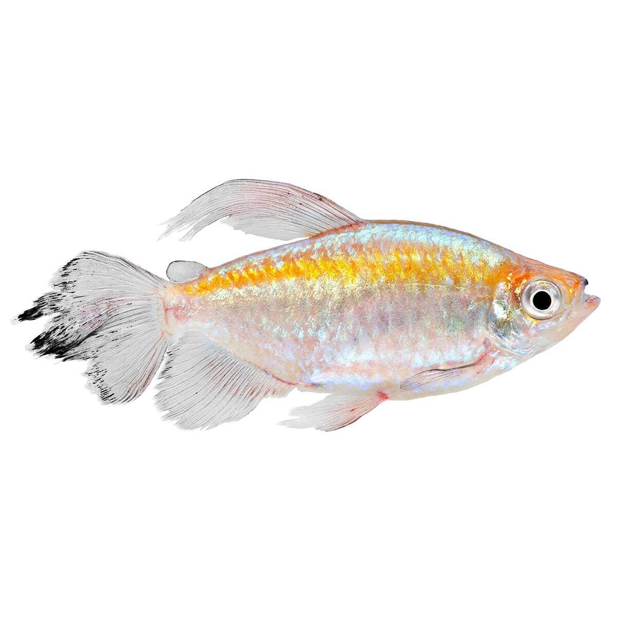 Congo Tetra Fish 4cm