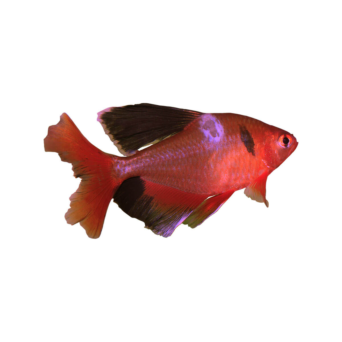 Serpae Tetra Fish 3.5cm