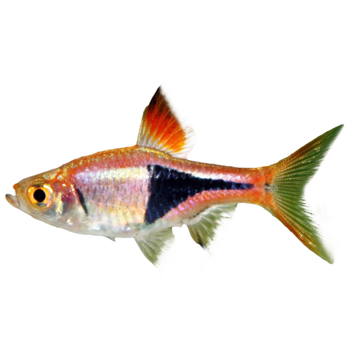 Harlequin Rasbora Fish 3cm