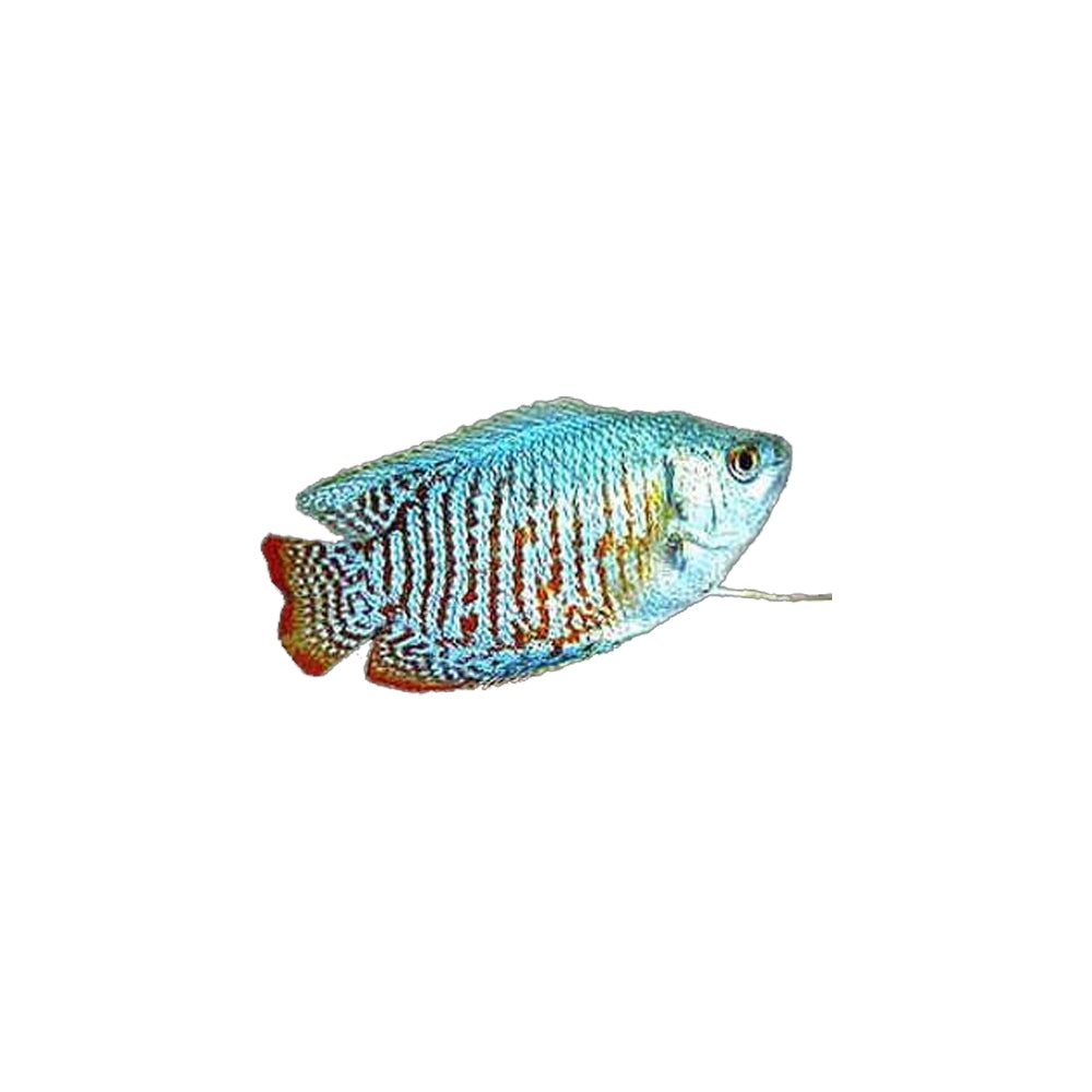 Male Neon Dwarf Gourami Fish 4.5cm