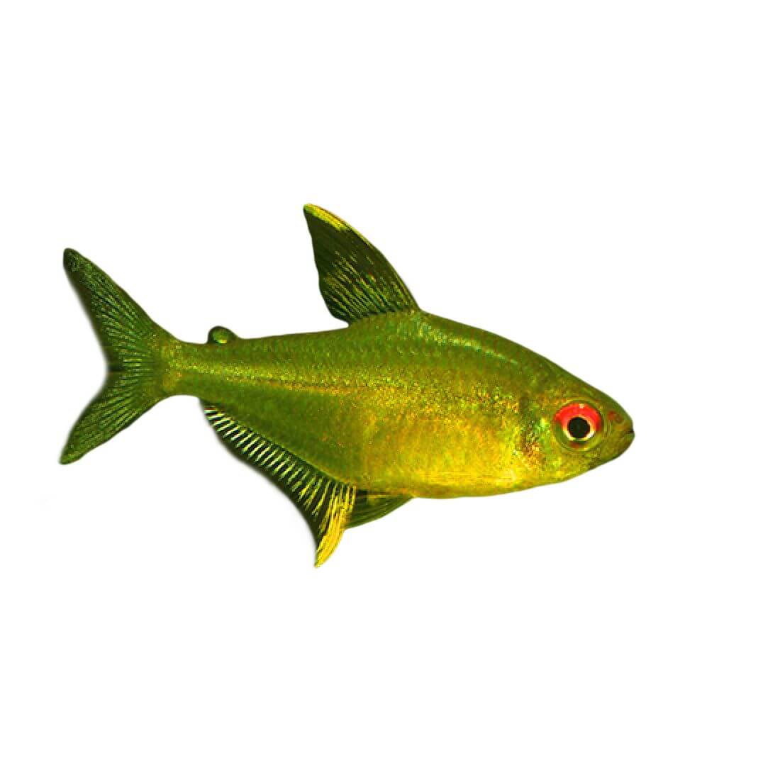 Lemon Tetra Fish 3cm