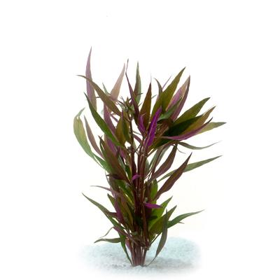 Pisces Telenthera Live Plant