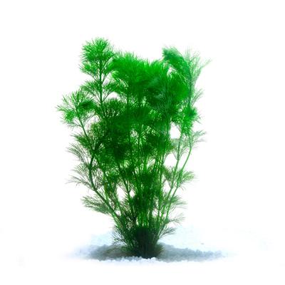 Pisces Ambulia Live Plant